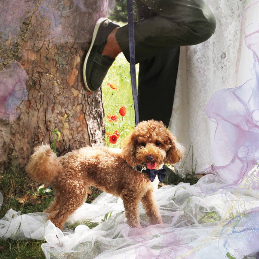 Hundehalsband mit Fliege - Zeremonie