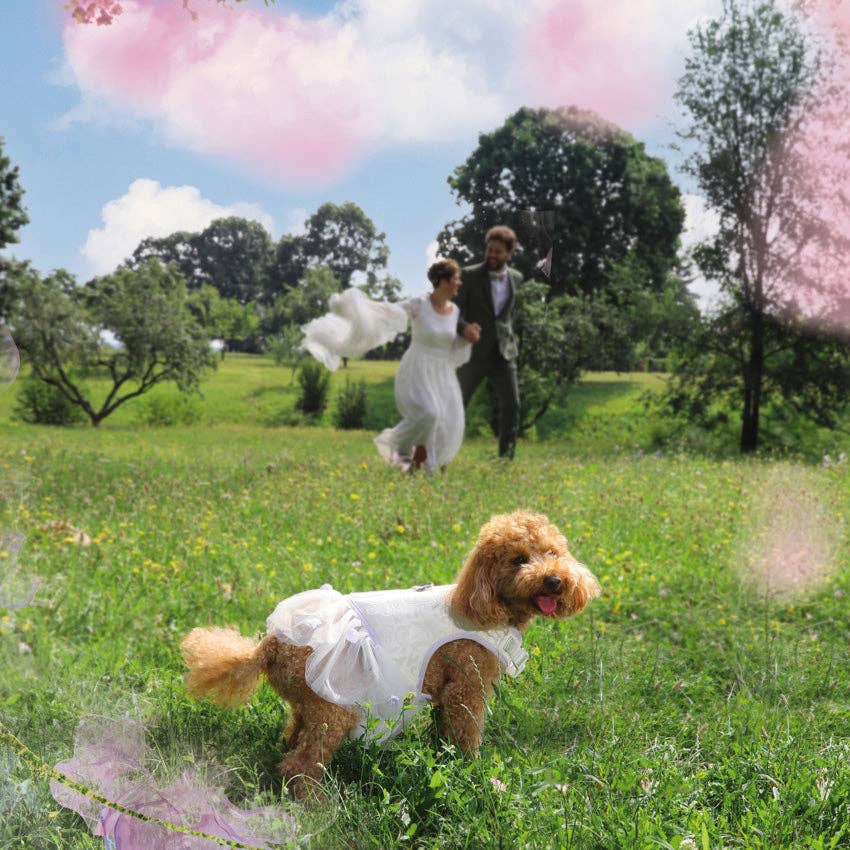 Hundegeschirr für Zeremonien - Bride