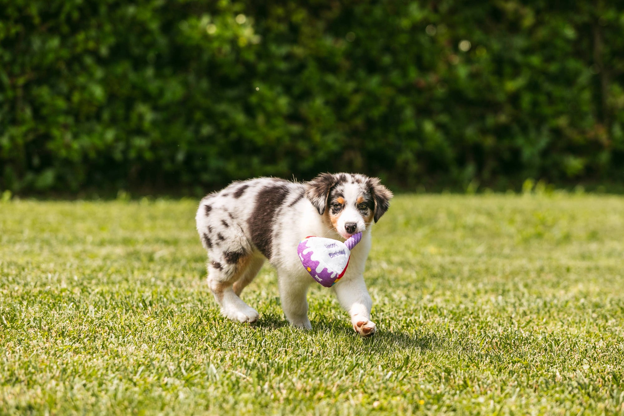 Plüsch für Hunde - Party Torta - Kreuze