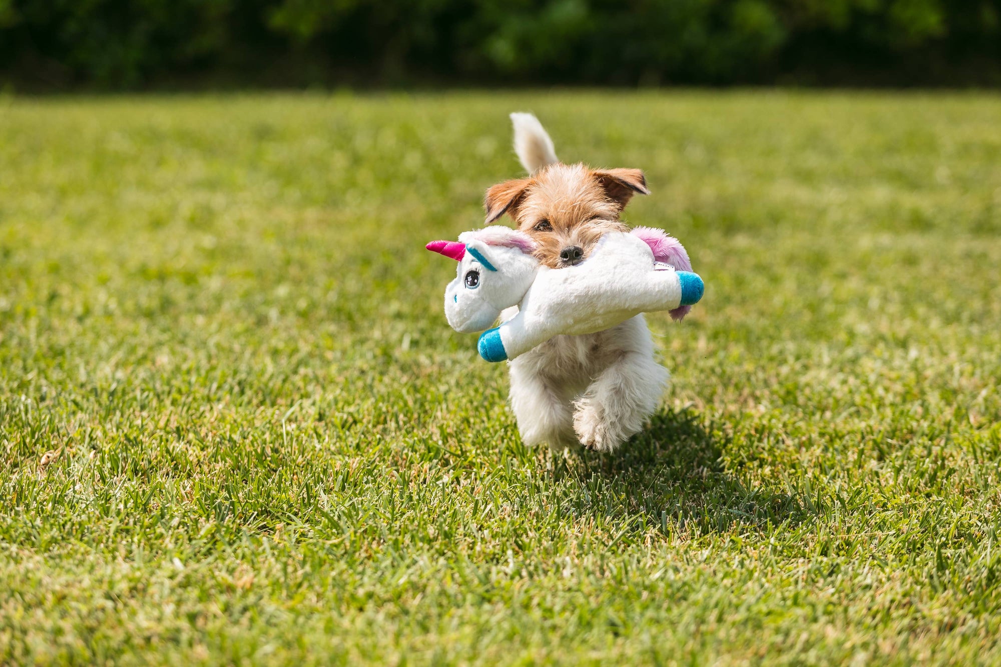 Plüsch für Hunde - Party Pignatta - Kreuze