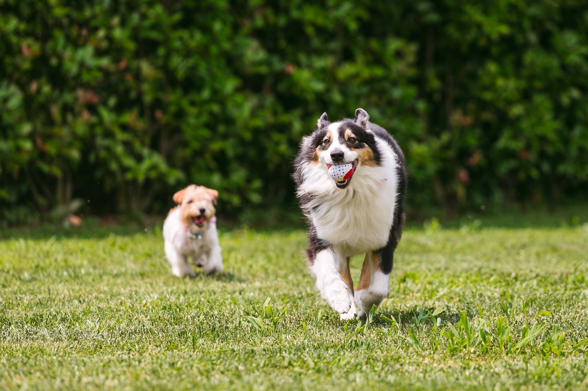 Hundeball — Party Tennis — 3 Stück — Kreuze