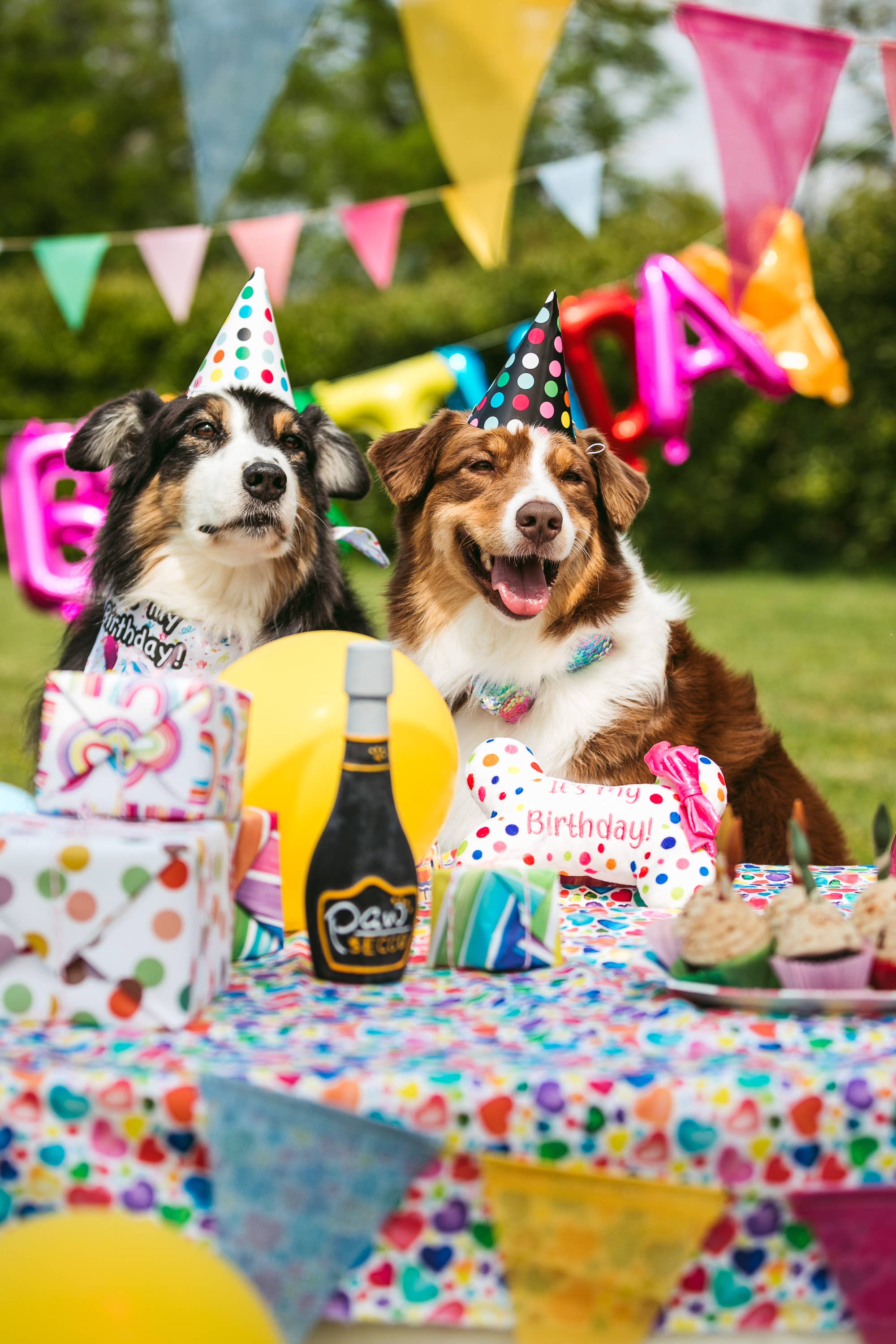 Hundemütze — Geburtstagsparty — 6 Stück — Kreuze