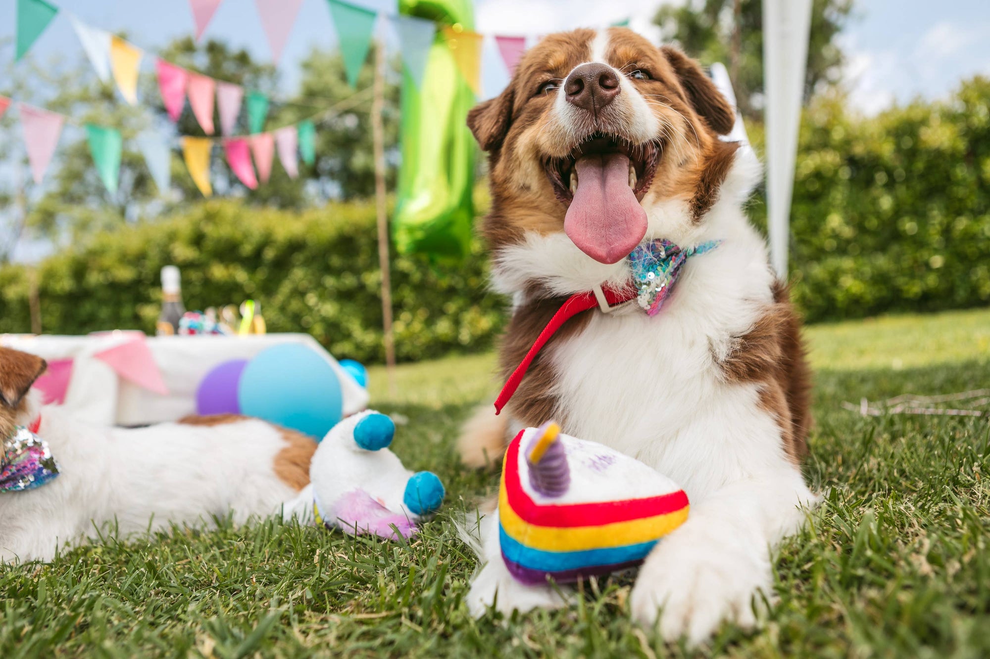 Plüsch für Hunde - Party Torta - Kreuze